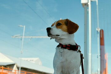 A dog waits for his owner at the train station. The concept of loyalty, abandonment and canine...