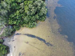 Tampa Bay, Florida Oldsmar Park natural shoreline coastal mangroves from the view of a drone.