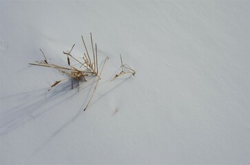 plant under the snow