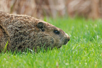 Groundhog looking for food in the grass - 594808260