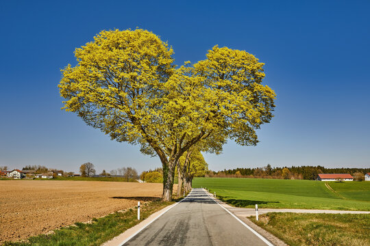 Gelber Herzbaum, Herzform, Herz, Allee, Baumallee zwischen Geratskirchen und Unterdietfurt, Stadlthann, Gemeinde Massing, Landkreis Rottal-Inn, Niederbayern, Bayern, Deutschland