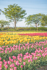 カラフルなチューリップ畑 ピンク オレンジ黄色
