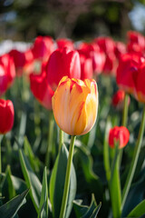 赤いチューリップに1輪混ざる黄色のチューリップ

