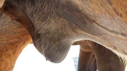 Closeup of equine gelding swollen sheath that requires medical attention. - obrazy, fototapety, plakaty