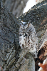 Eastern Screech Owl in a tree - 594809420