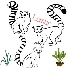 Drawing of lemur, vector illustration isolated on white. mink animal, vector sketch illustration
