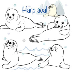 Cute Harp seal doodle collection in different poses in free hand drawing vector illustration style.