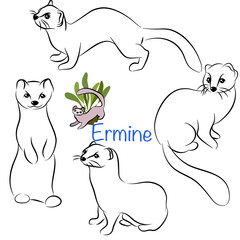 Cute Ermine doodle collection in different poses in free hand drawing vector illustration style.