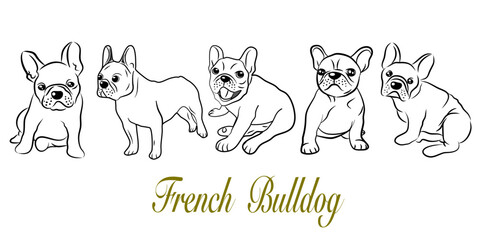 French bulldogs in different poses. Adult and puppy set. Vector illustration in doodle hand drawn style