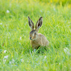 hare in the grass at spring time.
