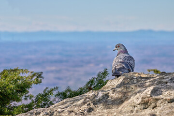 Pigeon sitting on rock with mountains in background