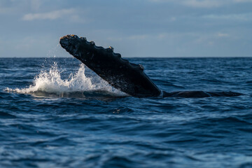 Humpback whale pectoral fin