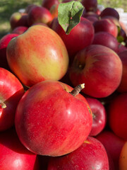 Świeżo zerwane duże czerwone jabłka w skrzynce w słoneczny dzień - obrazy, fototapety, plakaty