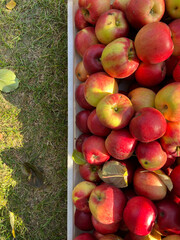Świeżo zerwane duże czerwone jabłka w skrzynce w słoneczny dzień