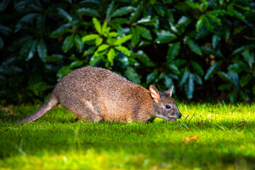 cute little fluffy pademelon joey observed in queensland rainforest; native wildlife of australia; portrait of a cute little kangaroo feeding on the grass in australian forest near brisbane