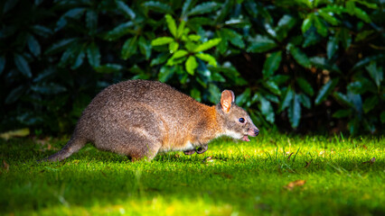 cute little fluffy pademelon joey observed in queensland rainforest; native wildlife of australia; portrait of a cute little kangaroo feeding on the grass in australian forest near brisbane