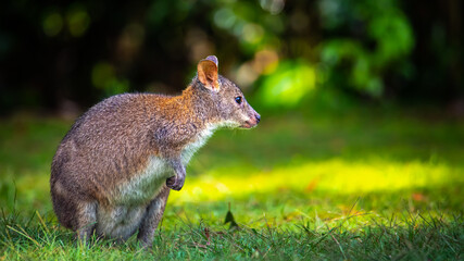 cute little fluffy pademelon joey observed in queensland rainforest; native wildlife of australia; portrait of a cute little kangaroo feeding on the grass in australian forest near brisbane