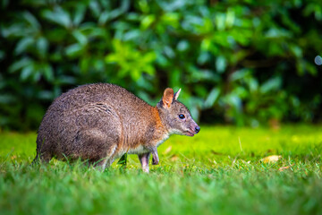 cute little fluffy pademelon joey observed in queensland rainforest; native wildlife of australia; portrait of a cute little kangaroo feeding on the grass in australian forest near brisbane