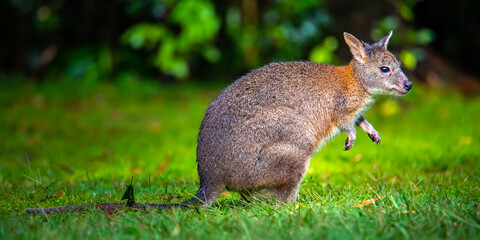 cute little fluffy pademelon joey observed in queensland rainforest; native wildlife of australia; portrait of a cute little kangaroo feeding on the grass in australian forest near brisbane