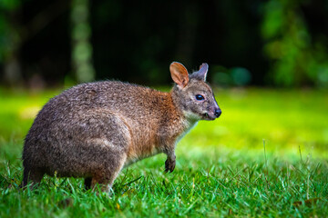 portrait of a cute pademelon (thylogale) - little kangaroo feeding on the grass in new south wales rainforest, dorrigo national park, australia; adorable kangaroo closeup