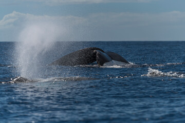 Fototapeta premium Humpback whale spouting blowing
