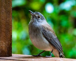 A close-up on a beautiful lovely bird - a grey shrikethrush sits on a branch in the bush. The bird was spotted in Dorrigo National Park, NSW, Australia