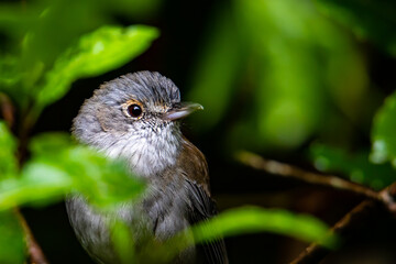 A close-up on a beautiful lovely bird - a grey shrikethrush sits on a branch in the bush. The bird was spotted in Dorrigo National Park, NSW, Australia