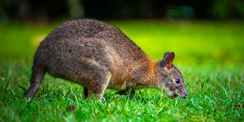 portrait of a cute pademelon (thylogale) - little kangaroo feeding on the grass in new south wales...