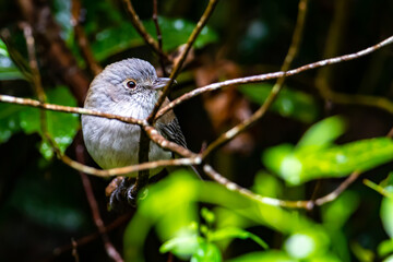 A close-up on a beautiful lovely bird - a grey shrikethrush sits on a branch in the bush. The bird was spotted in Dorrigo National Park, NSW, Australia