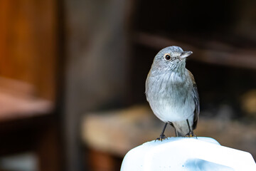 A close-up on a beautiful lovely bird - a grey shrikethrush sits on a branch in the bush. The bird was spotted in Dorrigo National Park, NSW, Australia