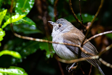 A close-up on a beautiful lovely bird - a grey shrikethrush sits on a branch in the bush. The bird was spotted in Dorrigo National Park, NSW, Australia