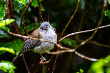 A close-up on a beautiful lovely bird - a grey shrikethrush sits on a branch in the bush. The bird was spotted in Dorrigo National Park, NSW, Australia
