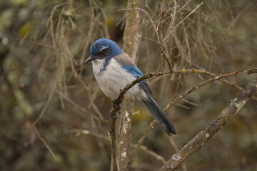 California Scrub-jay