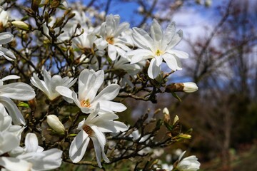 Magnolia stellata or star magnolia white flowers.