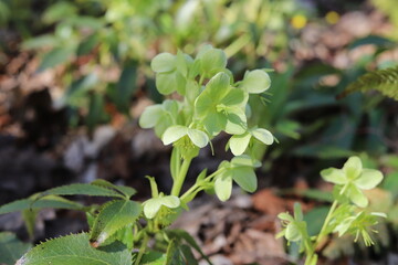 Close up of a green flower of the   Helleborus argutifolius.