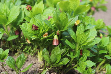 Flowering Scopolia carniolica plants, early spring. Close up.