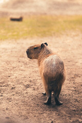 giant capybara