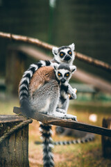 ring tailed lemur
