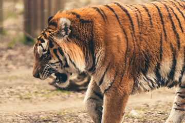 tiger in the zoo