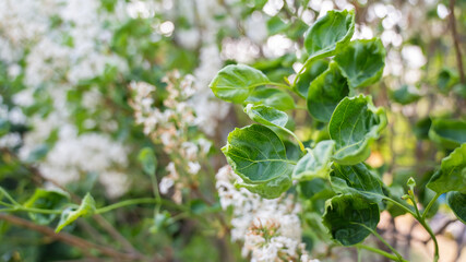 Diseased leaves of a blooming white lilac. 
