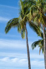 Profile of Blue Sky and Cirrus Clouds with Green and Yellow Coconut Palm Trees in Hawaii.