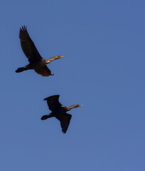 Two Double Crested Cormorant flying over water