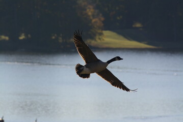 Canada Goose in flight over water.