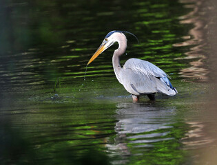 Great Blue Heron fishing in water
