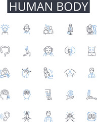 Fototapeta premium Human body line icons collection. Traditions, Customs, Rituals, Beliefs, Festivals, Ceremonies, Artifacts vector and linear illustration. Cultures,Diversity,Heritage outline signs set