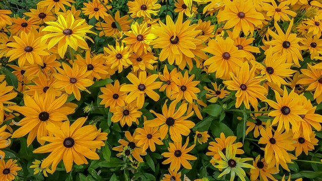 Sunflowers filed in the summer season warm weather. yellow background footage of flora in bright color. bees flying n collecting polin'. daisy yellow in sunlight. the environment in spring time.
