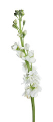 Beautiful stock flowers with tender petals isolated on white