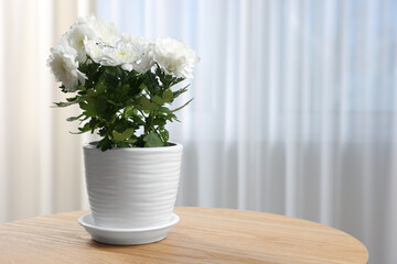 Beautiful chrysanthemum flowers in pot on wooden table indoors. Space for text