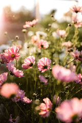 Flowers in garden