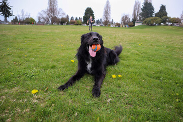 Border Collie Golden Retriever dog mix in park playing fetch